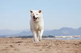 AKITA INU 154